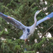 Great Blue Heron  by nicoleweg