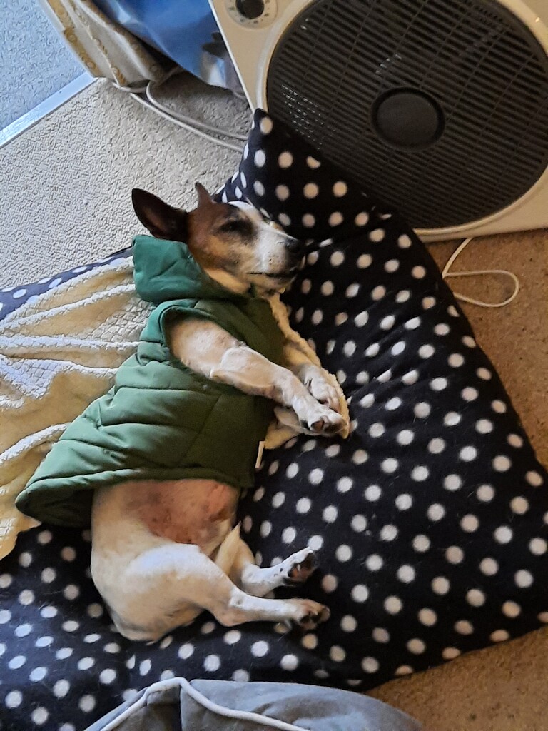 Cozy Dog by mozette