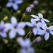 Not Forget Me Nots by tina_mac