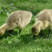 goslings by cam365pix