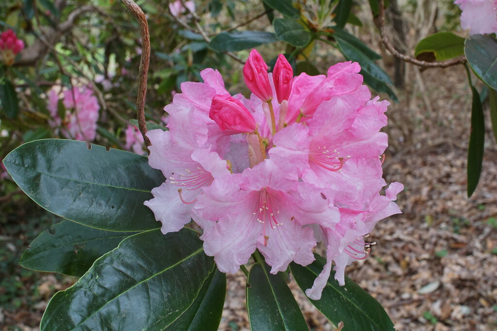 pink rhododendron by quietpurplehaze