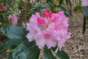 11th May 2022 - pink rhododendron