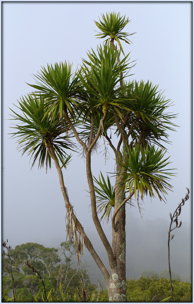 The cabbage tree by dide