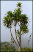 11th May 2022 - The cabbage tree
