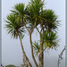 The cabbage tree