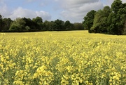 11th May 2022 - Rapeseed Flowers 