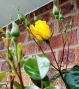 11th May 2022 - First Roses 