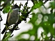 11th May 2022 - Whitethroat