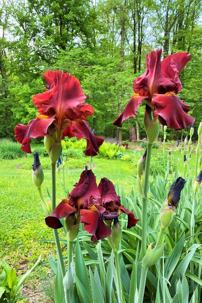 Iris red by tunia