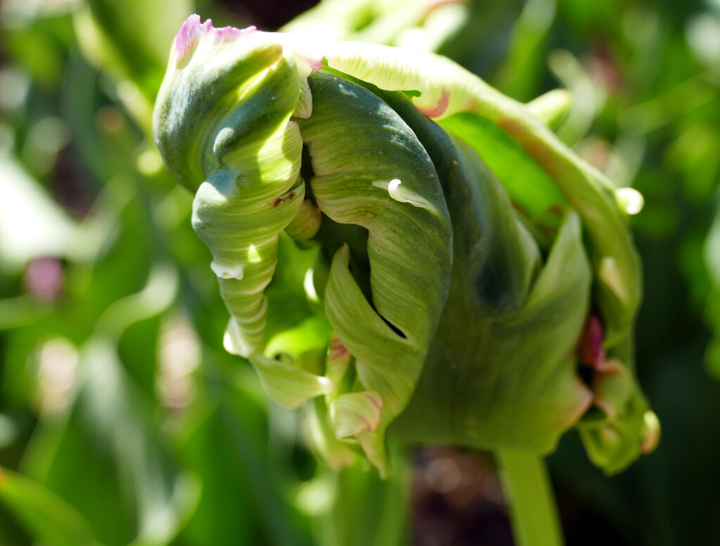 Promising tulip by marijbar