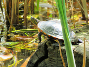 11th May 2022 - Painted Turtle