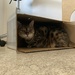 Boxes and felines