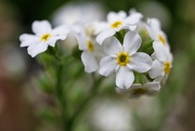 11th May 2022 - White Forget-me-not
