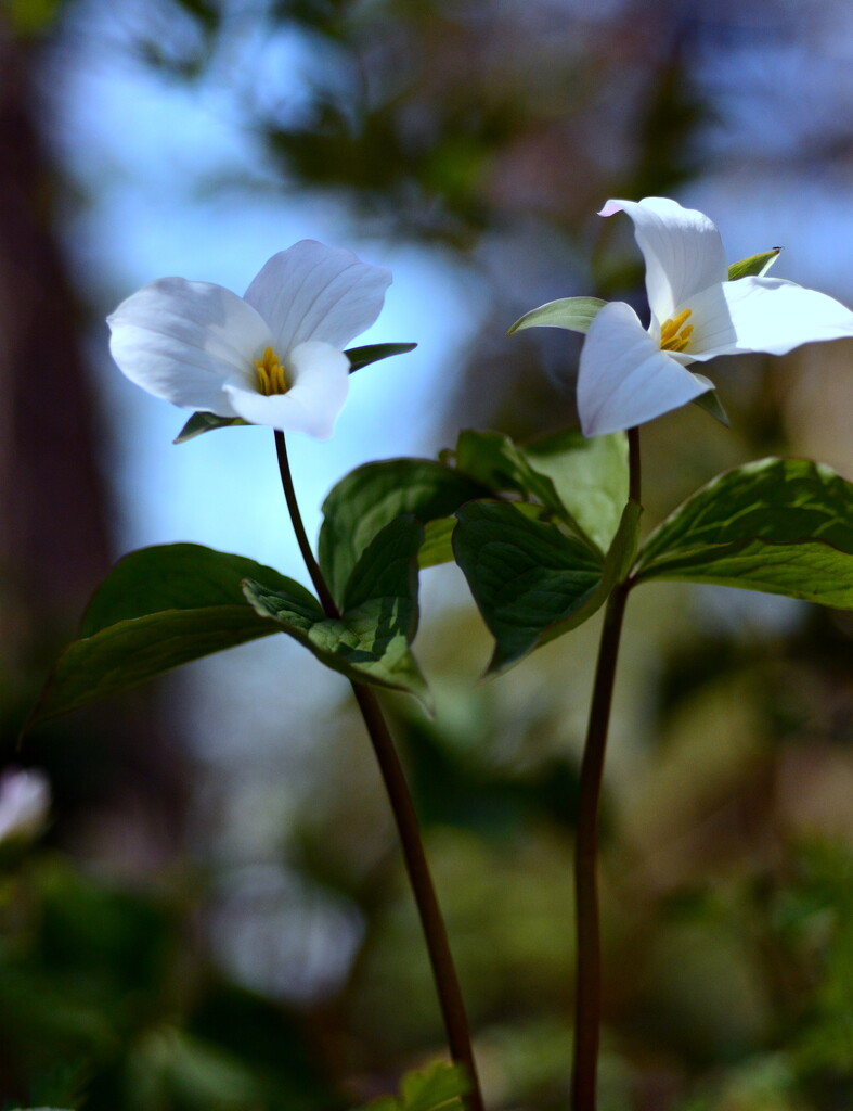 Trillium Grandiflorum: Ontario’s Official Flower  by jayberg