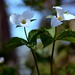 Trillium Grandiflorum: Ontario’s Official Flower  by jayberg