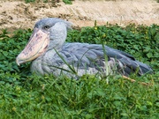 23rd Apr 2016 - Shoebill