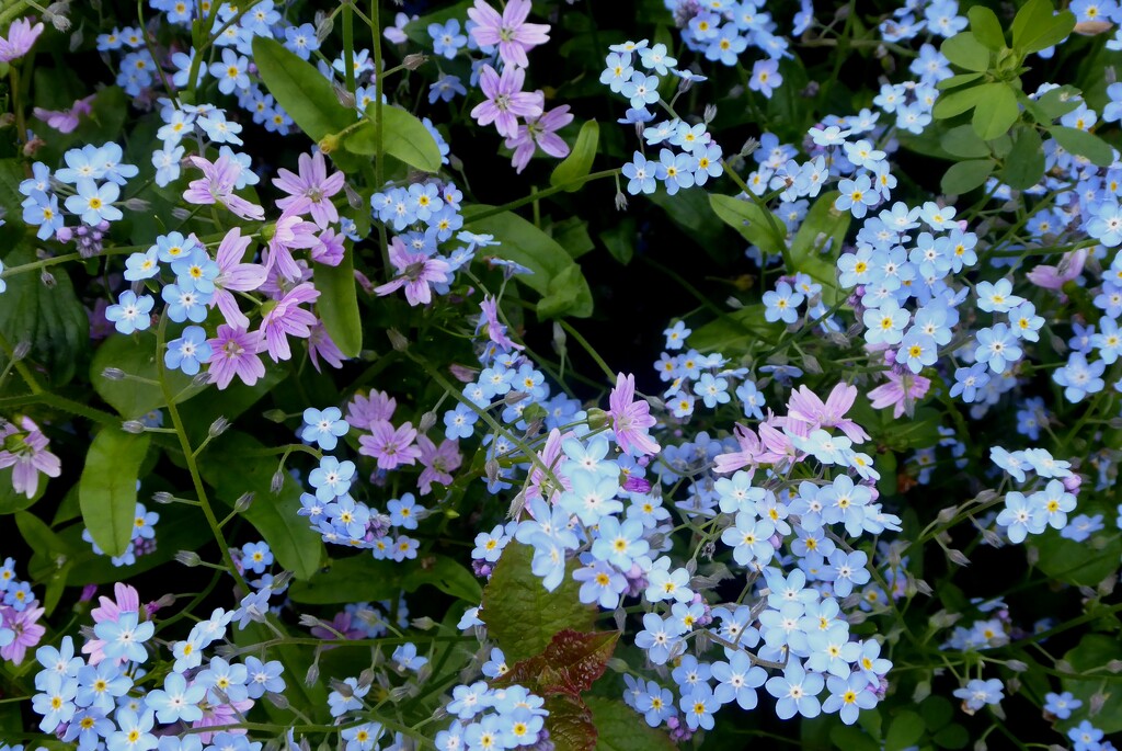 Forget-me-not and Pink Campion by snowy