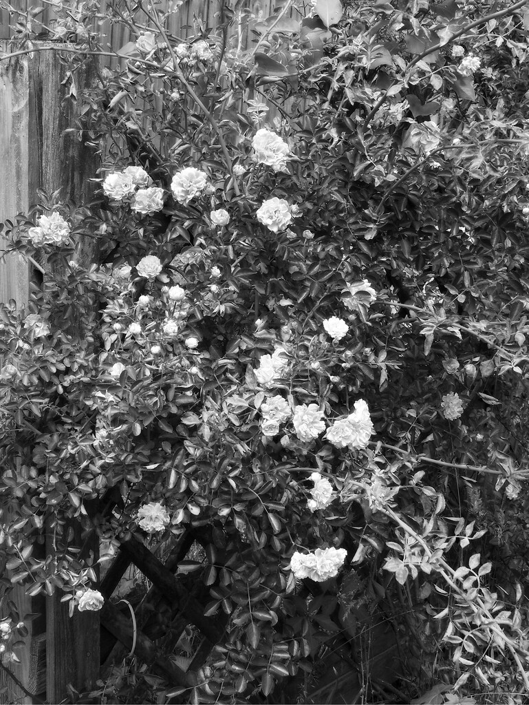 Wild rose vine... by marlboromaam