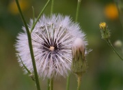 12th May 2022 - Seedhead...