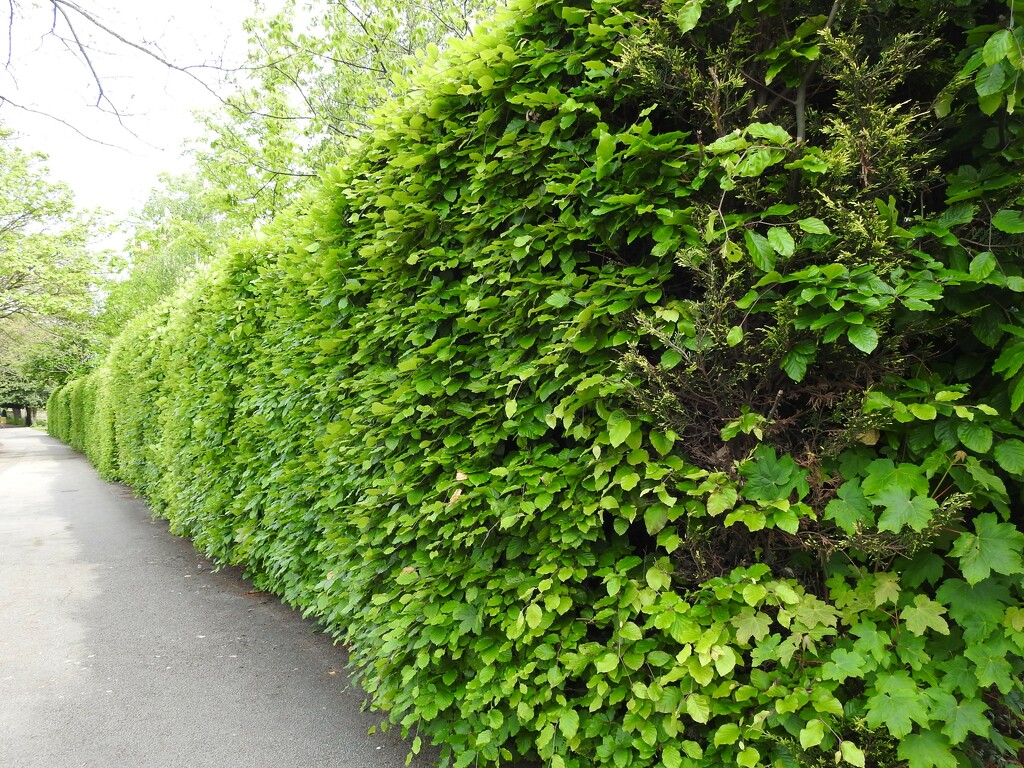 Beech Hedge by oldjosh
