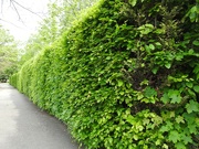 9th May 2022 - Beech Hedge