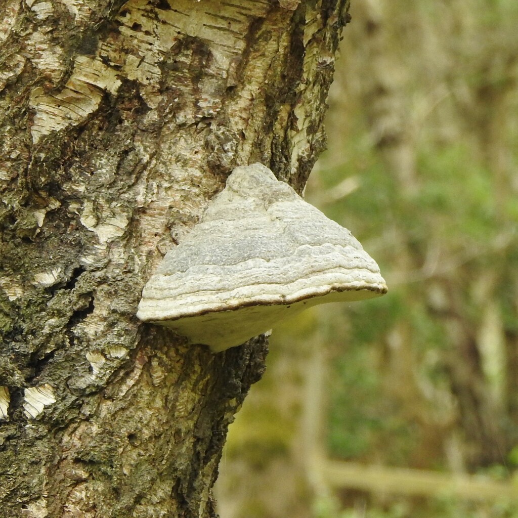 Bracket Fungi by oldjosh