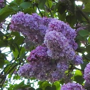 9th May 2022 - Lilac
