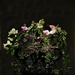 Flower arrangement by 365jgh
