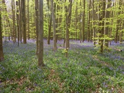 22nd Apr 2022 - Blue bells