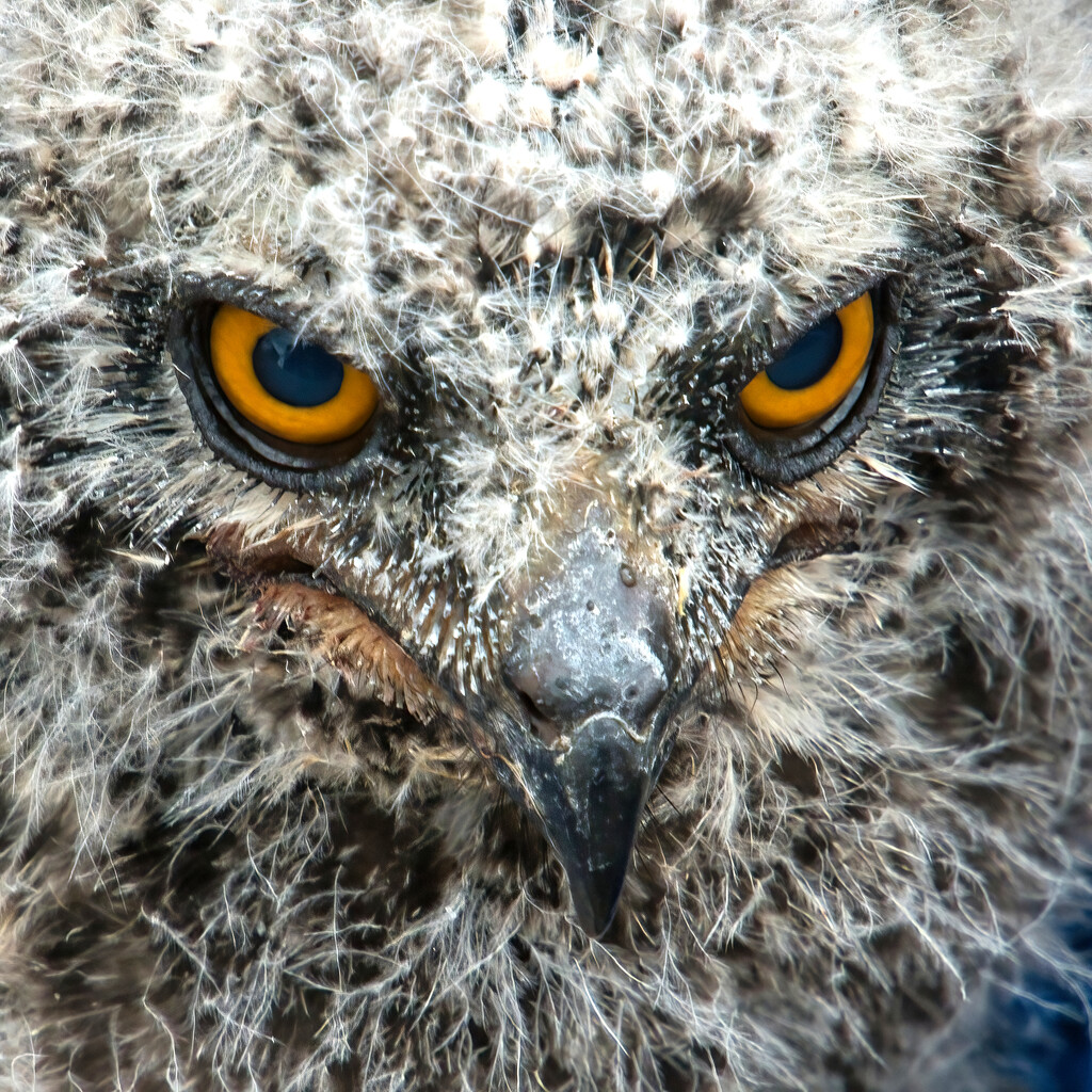 Owlet by gaf005