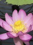 11th May 2022 - Water Lily 