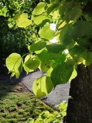 11th May 2022 - Lime leaves after the rain 