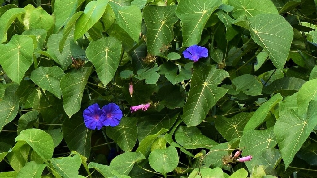 Morning Glory Flowers ~ by happysnaps