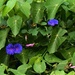 Morning Glory Flowers ~ by happysnaps