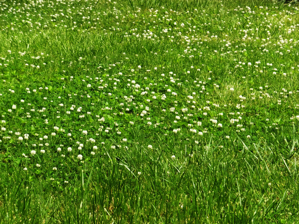 Field Of Clover by linnypinny
