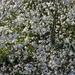 Hawhtorn flowers  by pyrrhula
