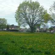 11th May 2022 - Field of Dandelions, with Tree