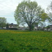 Field of Dandelions, with Tree by spanishliz