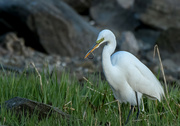 12th May 2022 - Great Egret