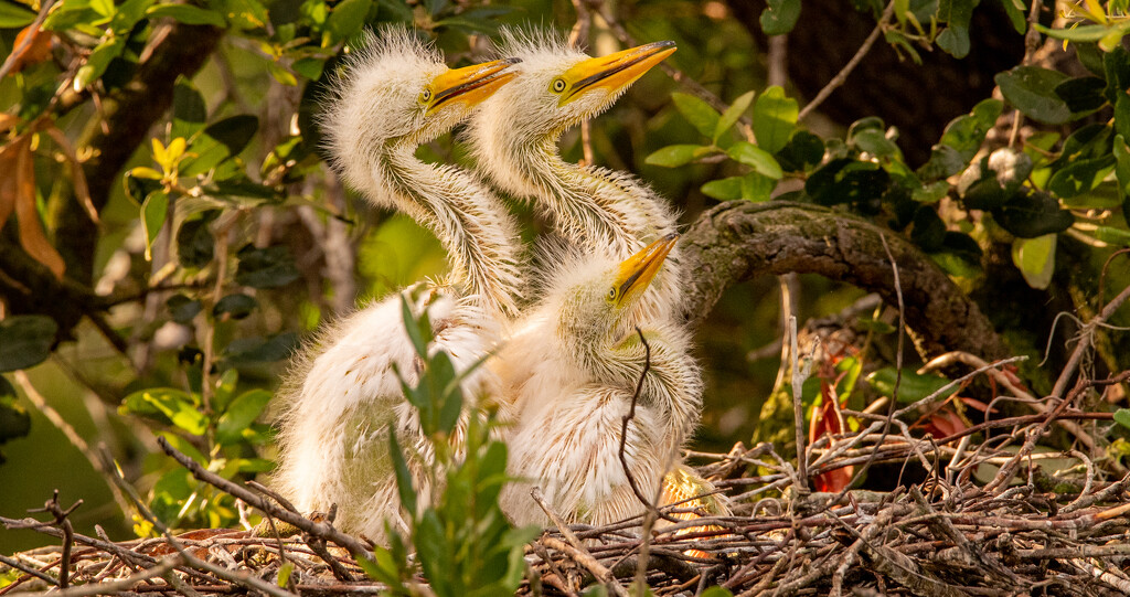 The Egret Babies Were Anxiously Waiting for Mom to Return While Watching the Nest Next Door! by rickster549