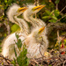 The Egret Babies Were Anxiously Waiting for Mom to Return While Watching the Nest Next Door! by rickster549