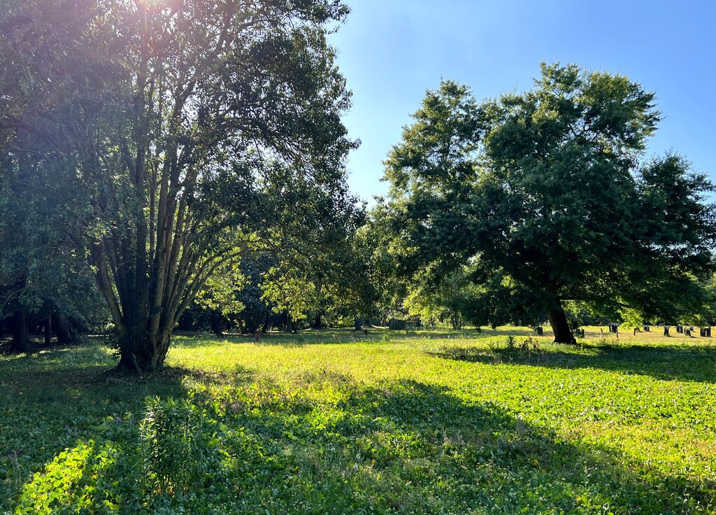 Sunny afternoon meadow at the park by congaree