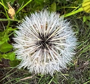10th May 2022 - Dandelions are amazing