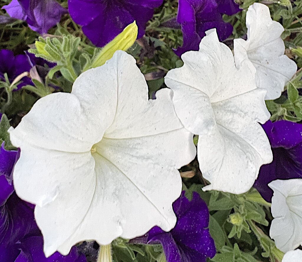 Petunias come I so many colors and varieties by congaree