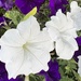 Petunias come I so many colors and varieties by congaree