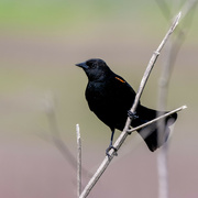 11th May 2022 - Red-winged Blackbird 