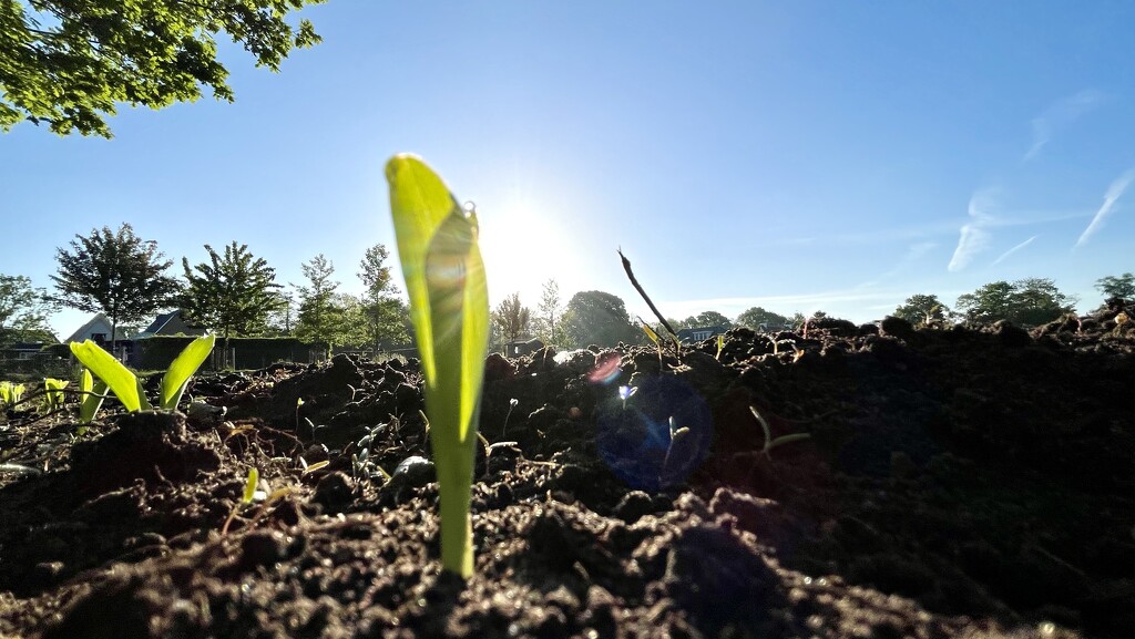 First corn popping up by djepie
