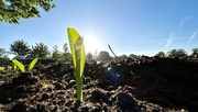 10th May 2022 - First corn popping up