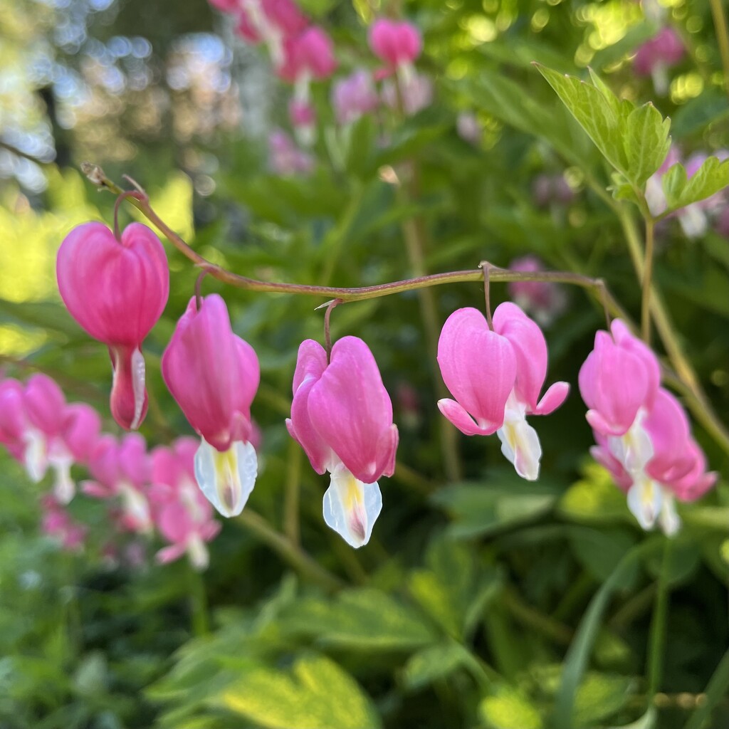 Bleeding Hearts  by beckyk365