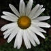A single daisy flower. by grace55